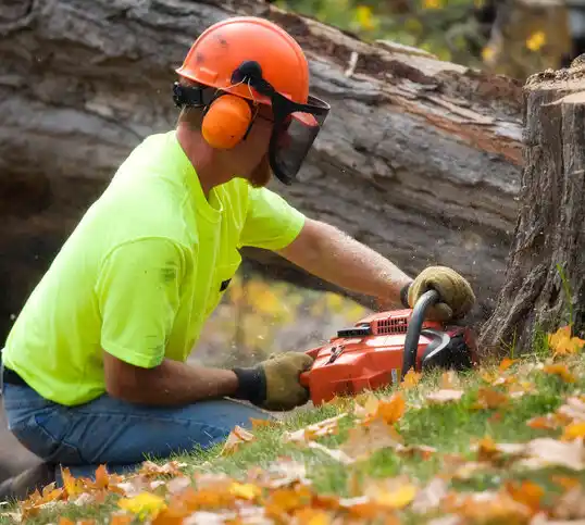 tree services New Baltimore